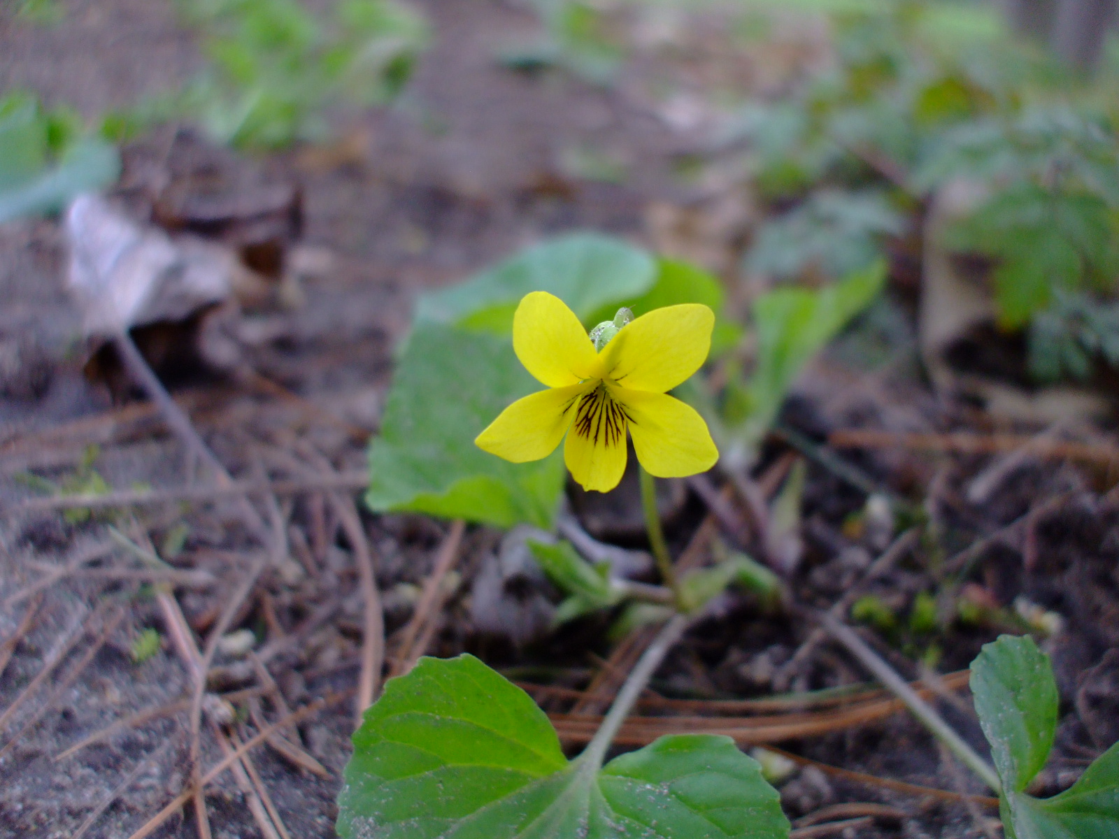 Viola pubescens